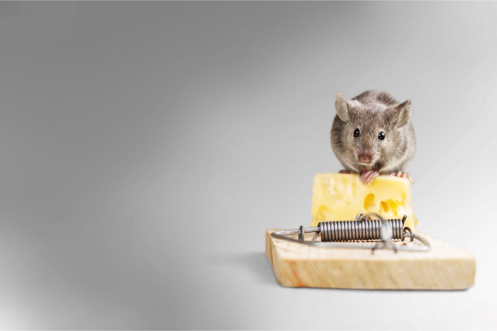 image illustration article
