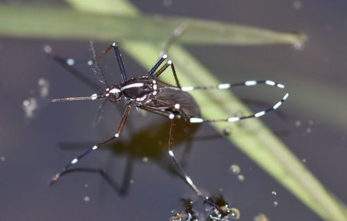 aedes-albopictus-on-water-from-above.jpg