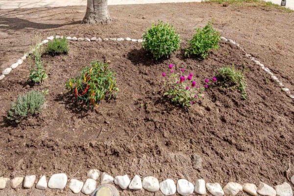 garden-huerto.jpg