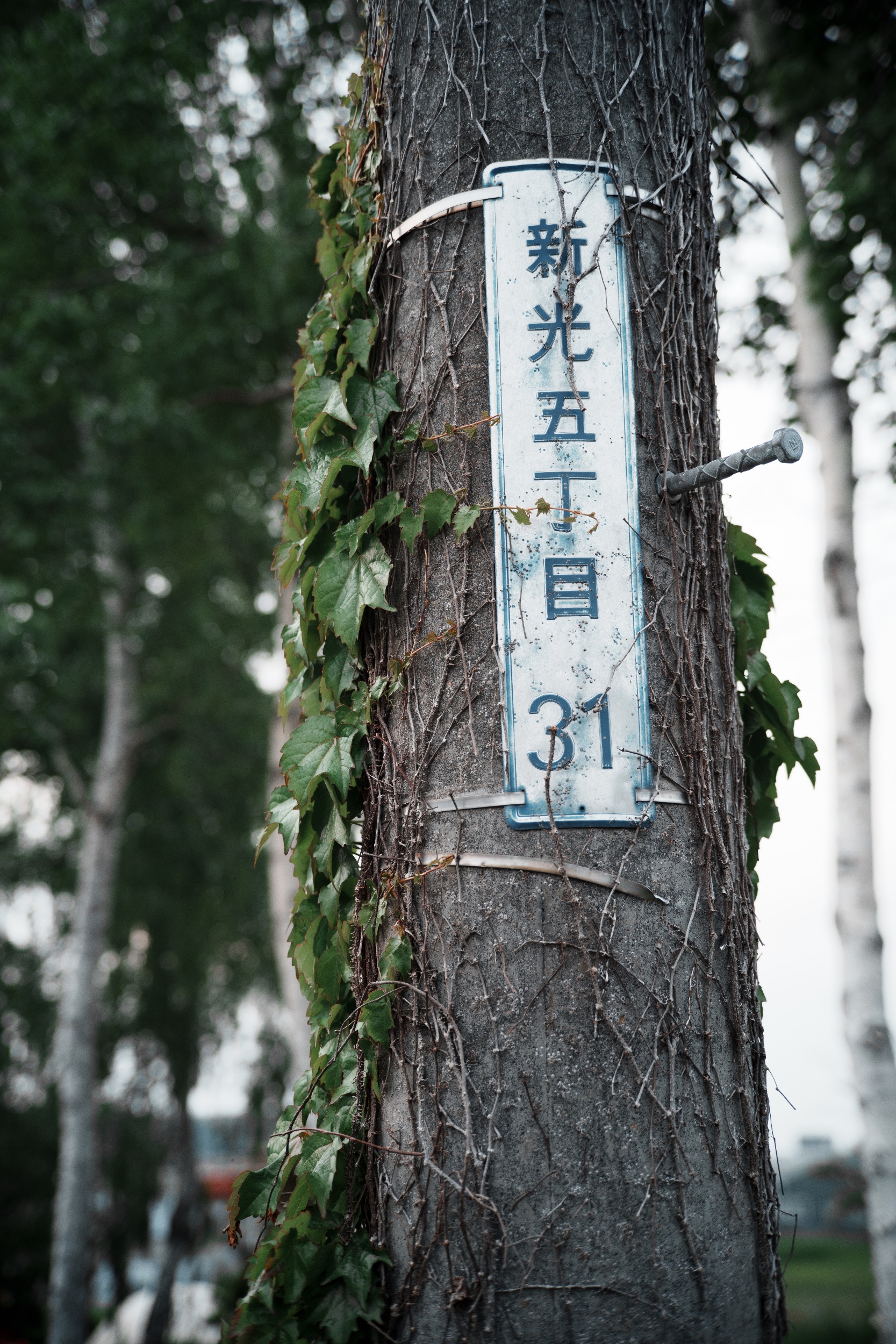 LANDSCAPE ポートレート写真 DAITAN