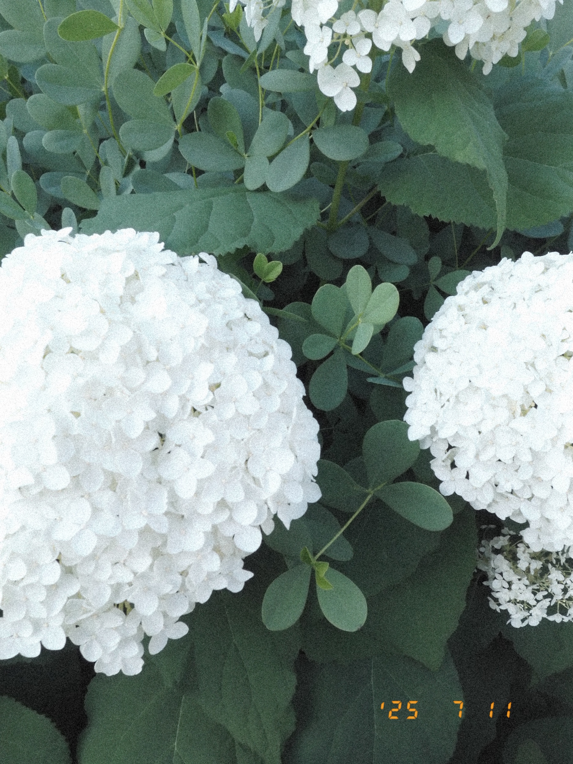 紫陽花