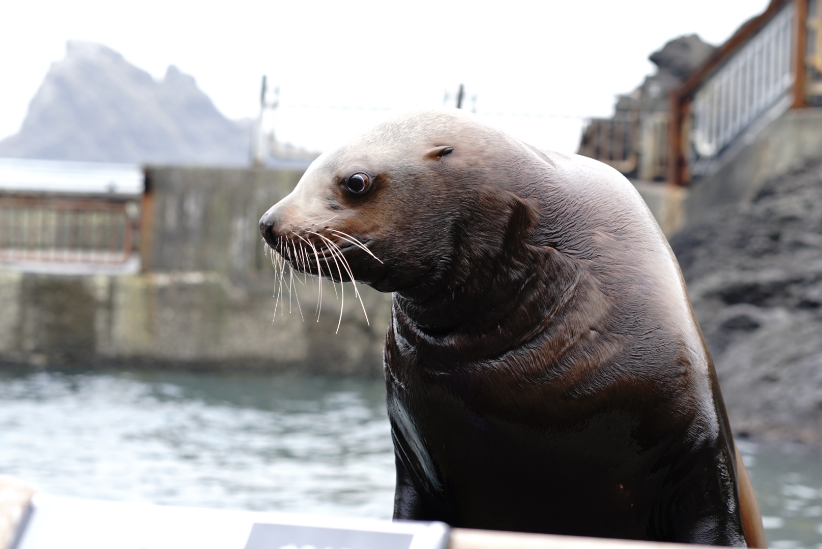 ANIMAL ポートレート写真 DAITAN