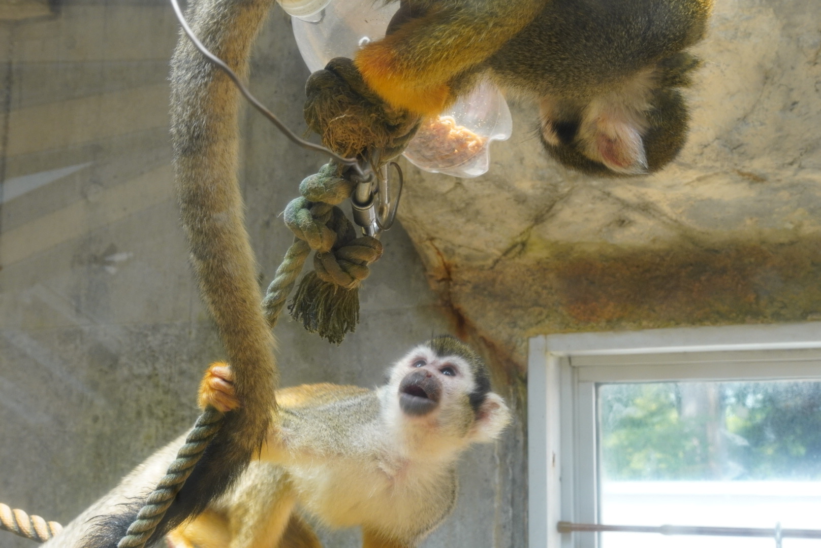 ANIMAL ポートレート写真 DAITAN