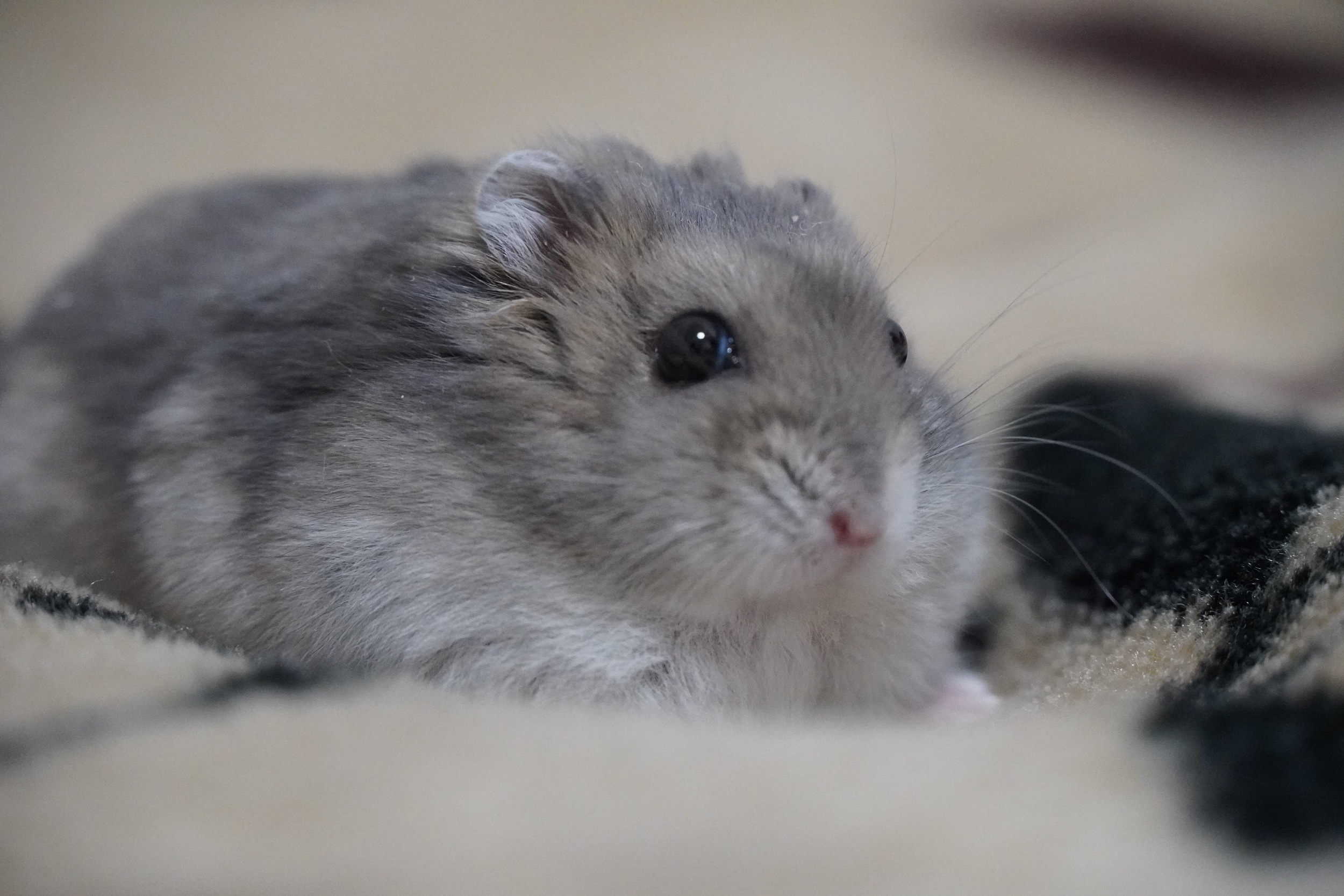 ANIMAL ポートレート写真 DAITAN