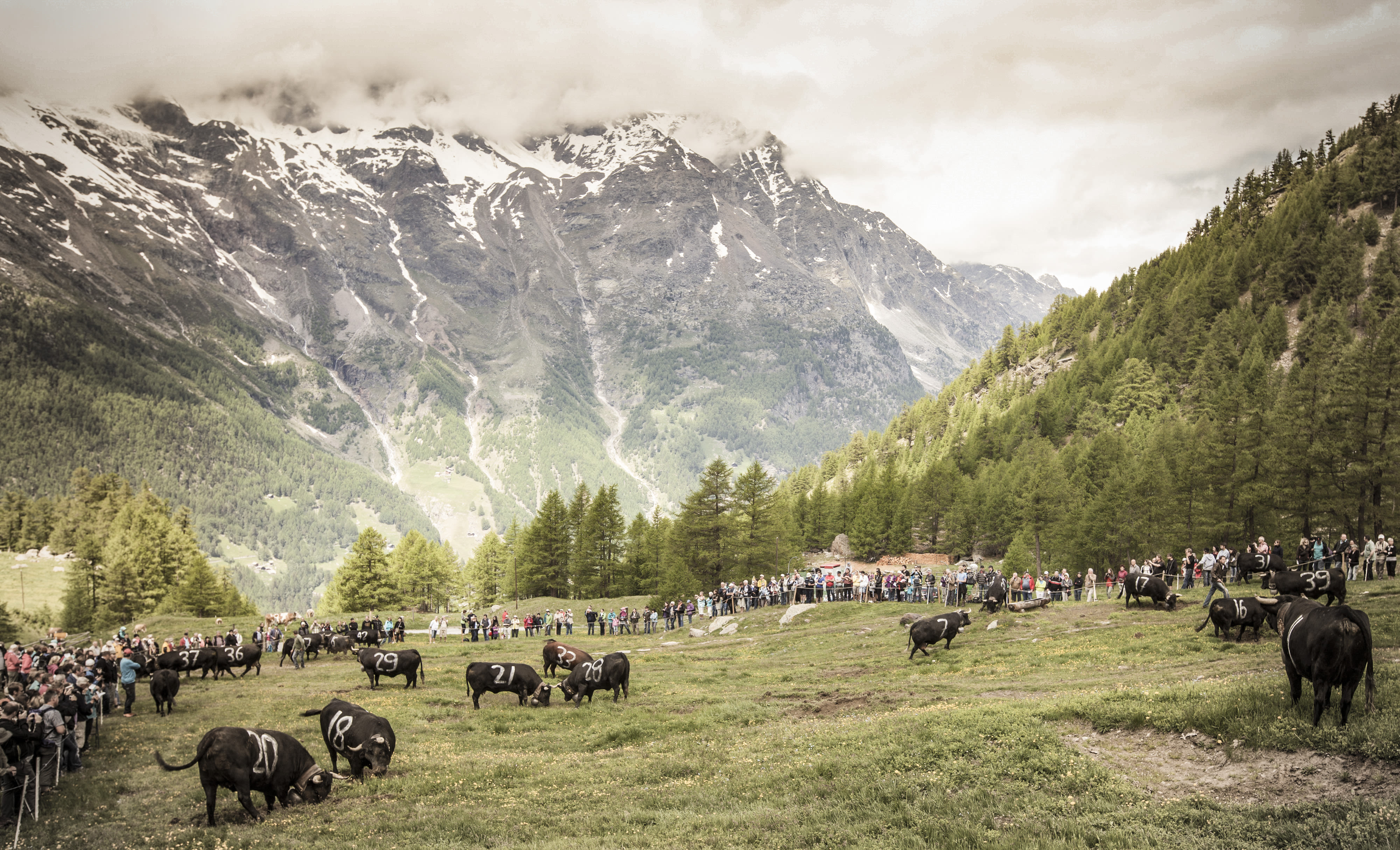 Festivals des Alpes