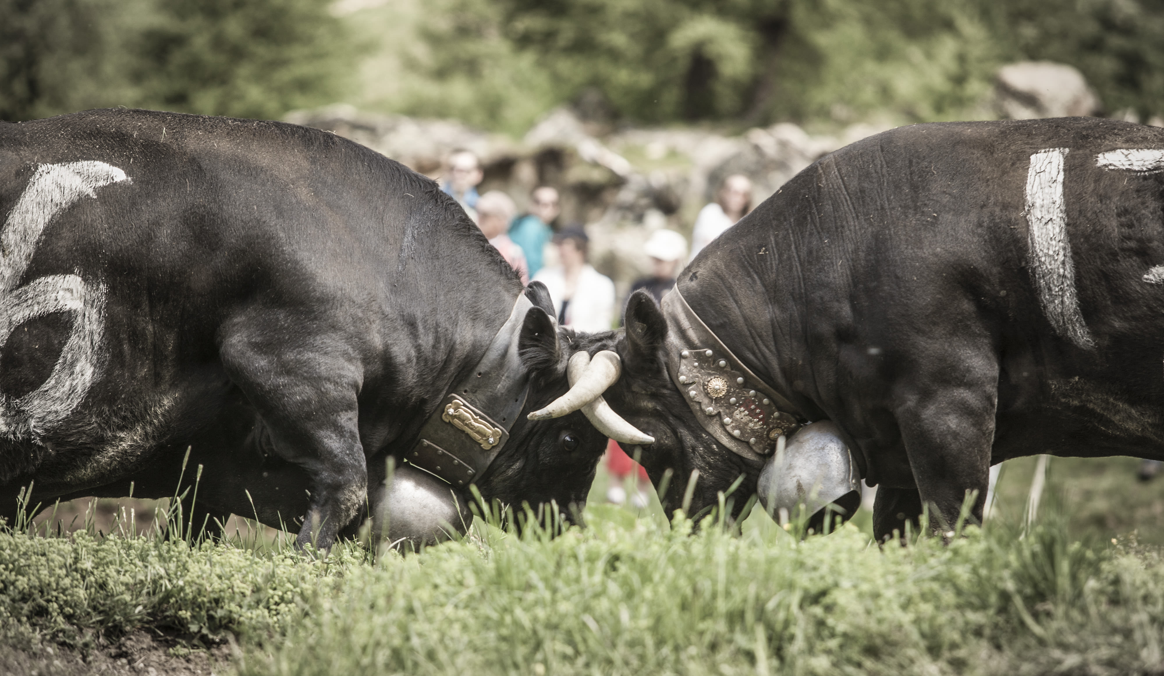 Farmers festivals