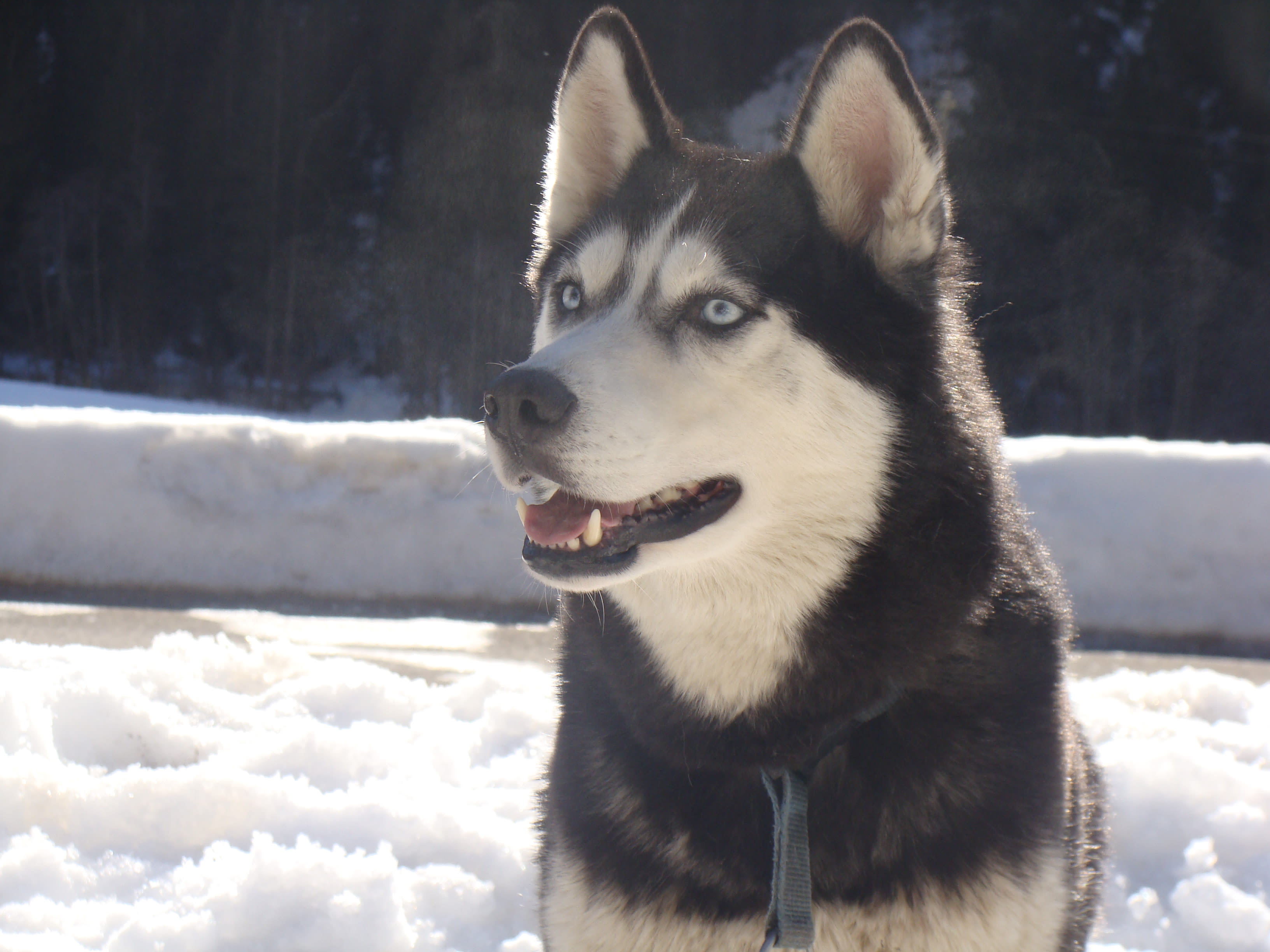 Husky Erlebnisse Sommer