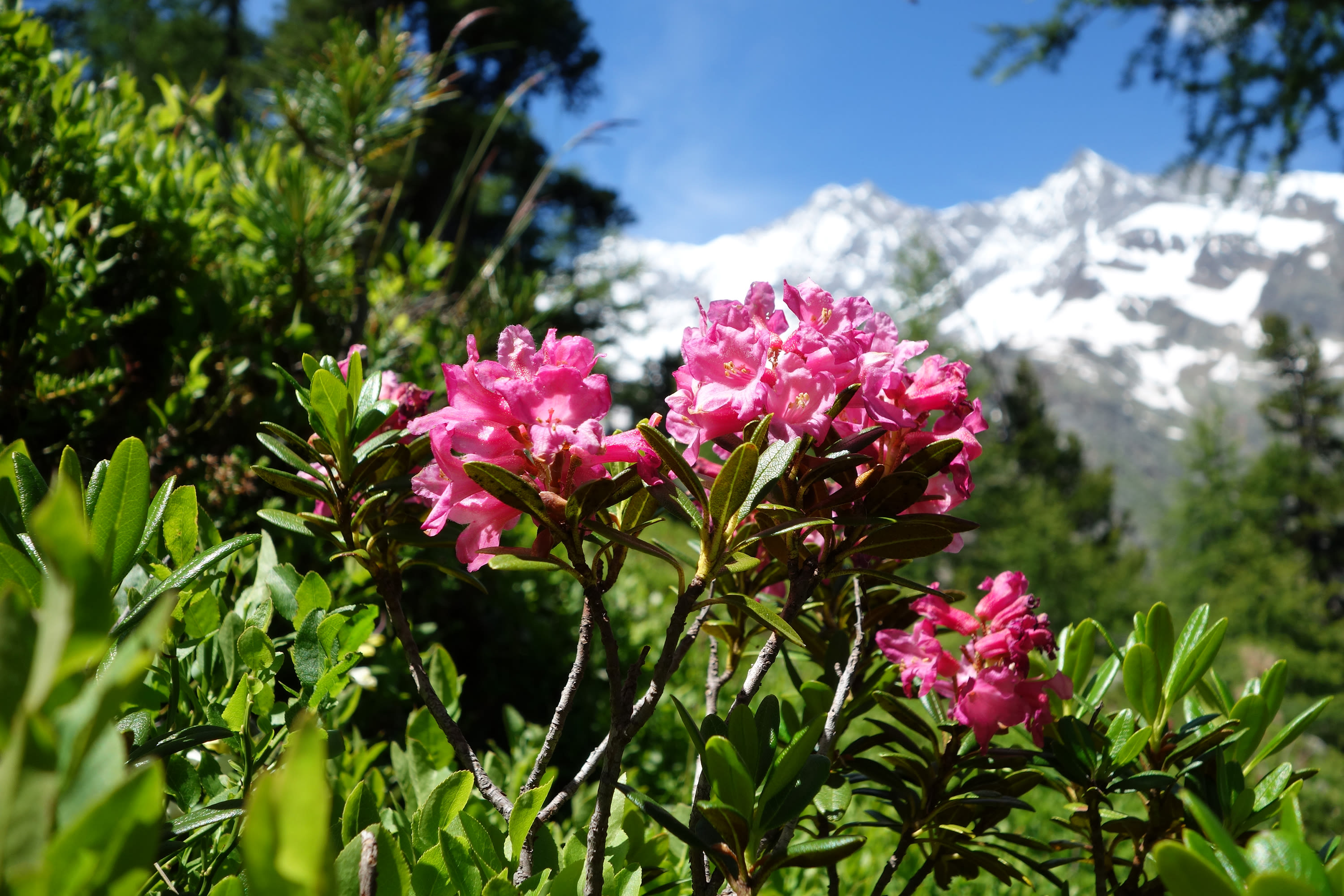 Mountain restaurant Gletschergrotte