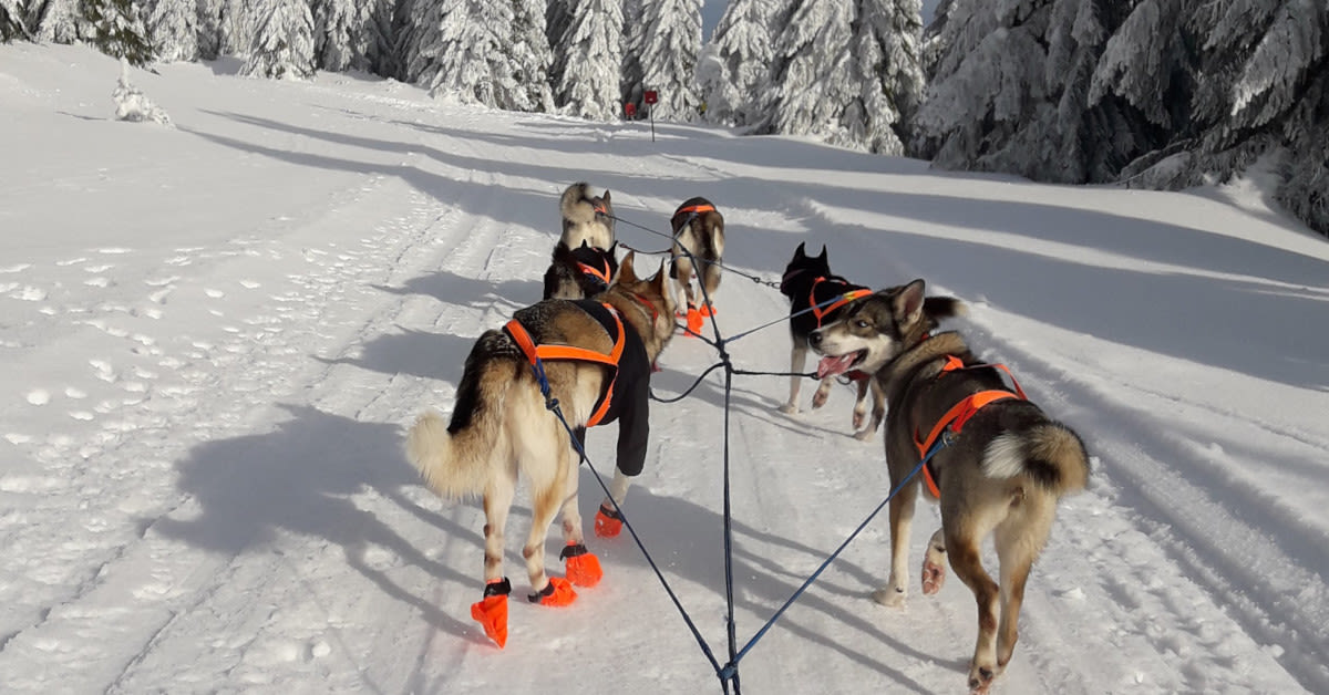 Expériences avec les huskies en hiver