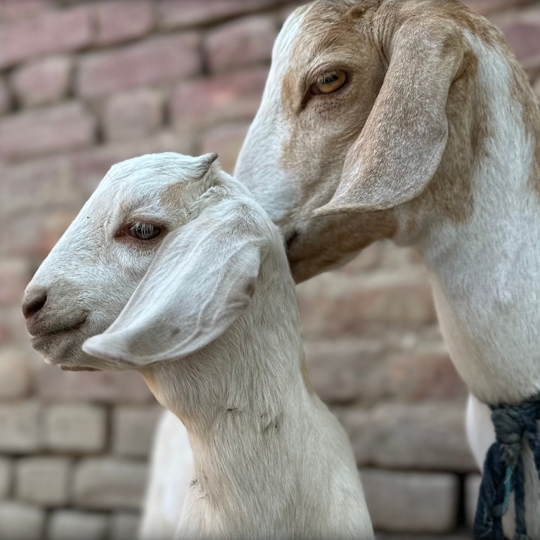 Livelihood - Goats 2 Relieve Poverty