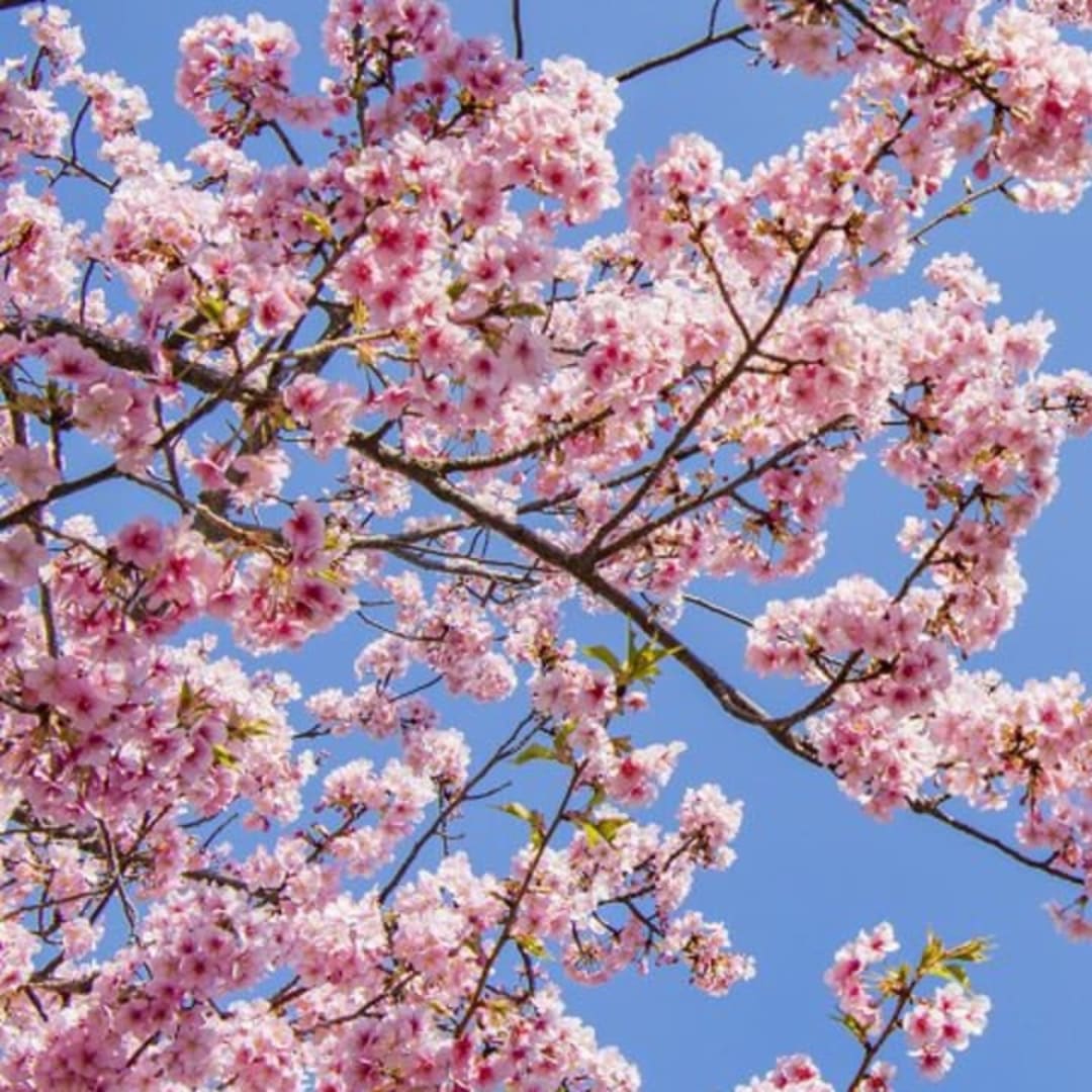 A Cultural Garden Walk from Tokyo Skytree to Mukojima – Temples, Shrines, and Seasonal Beauty - 4