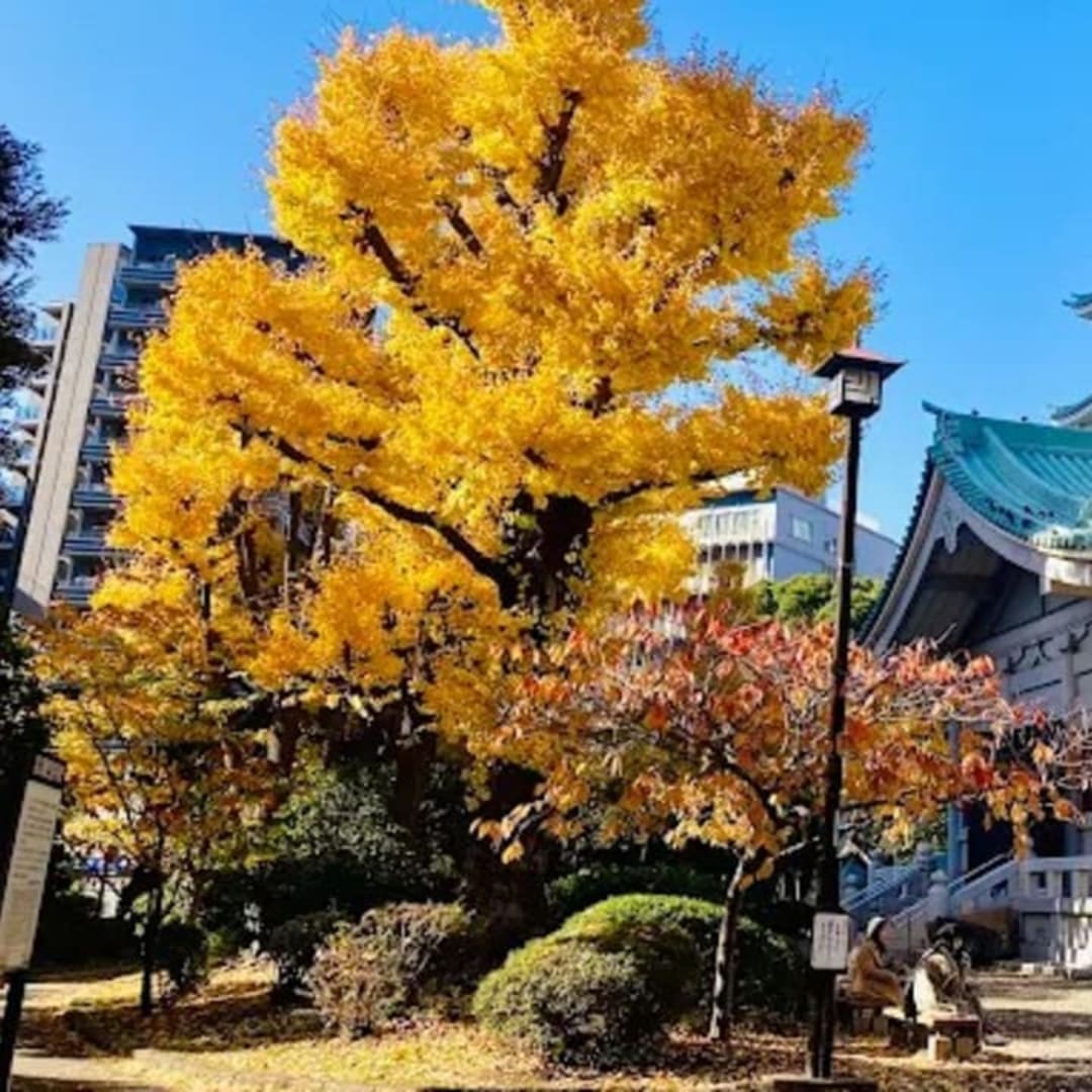 Tokyo Memorial Hall - View 1