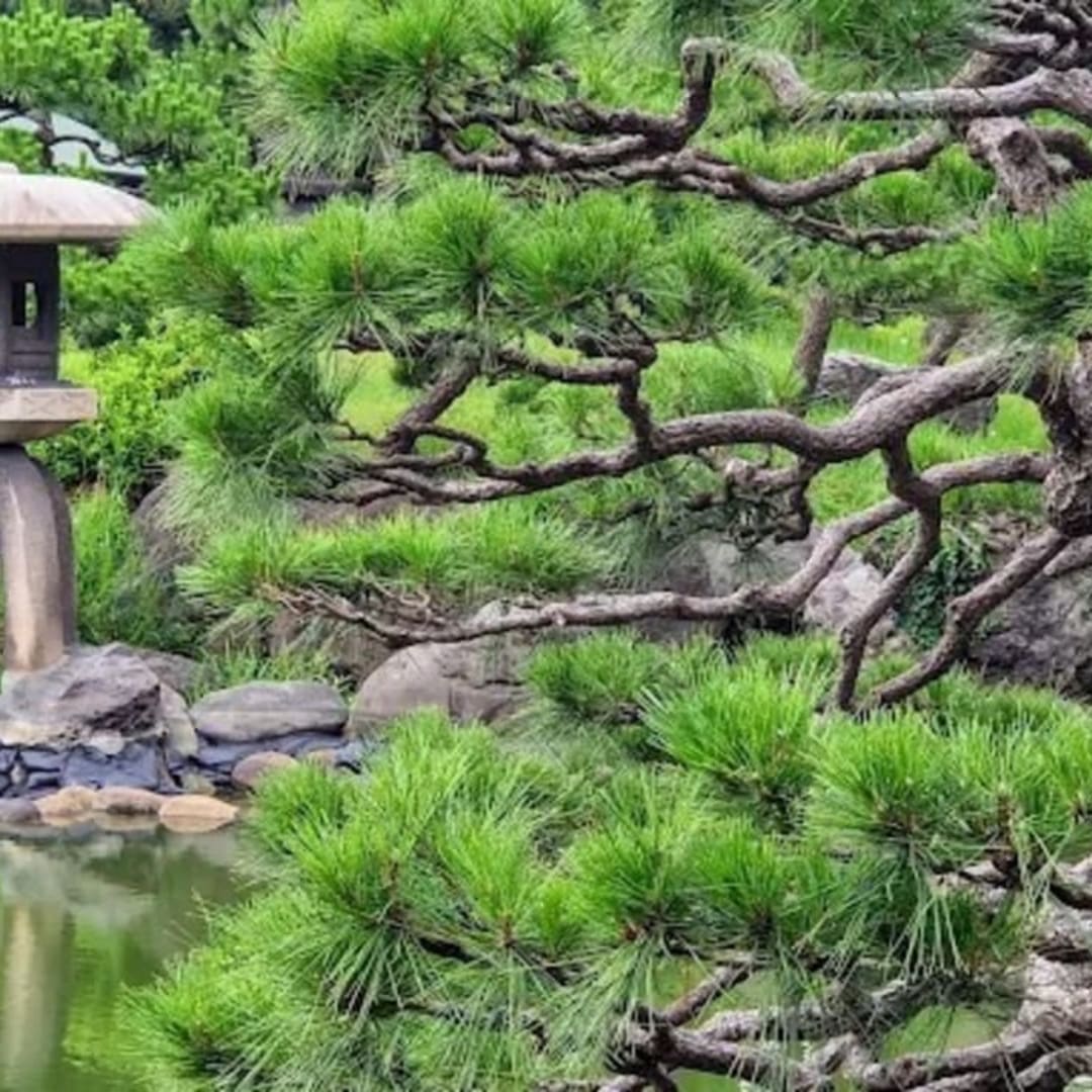 Kiyosumi Gardens - View 3