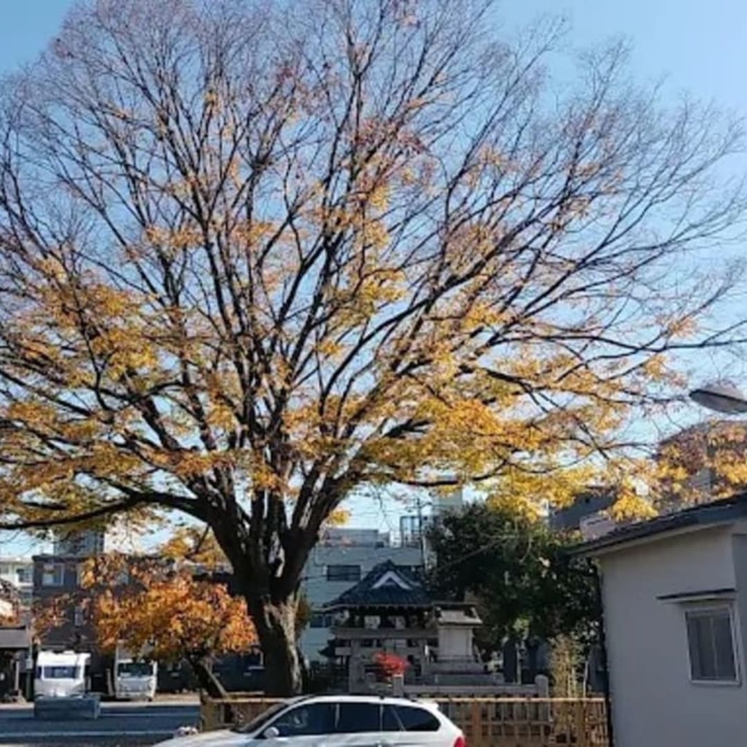 日蓮宗 法苑山 淨心寺 - View 1