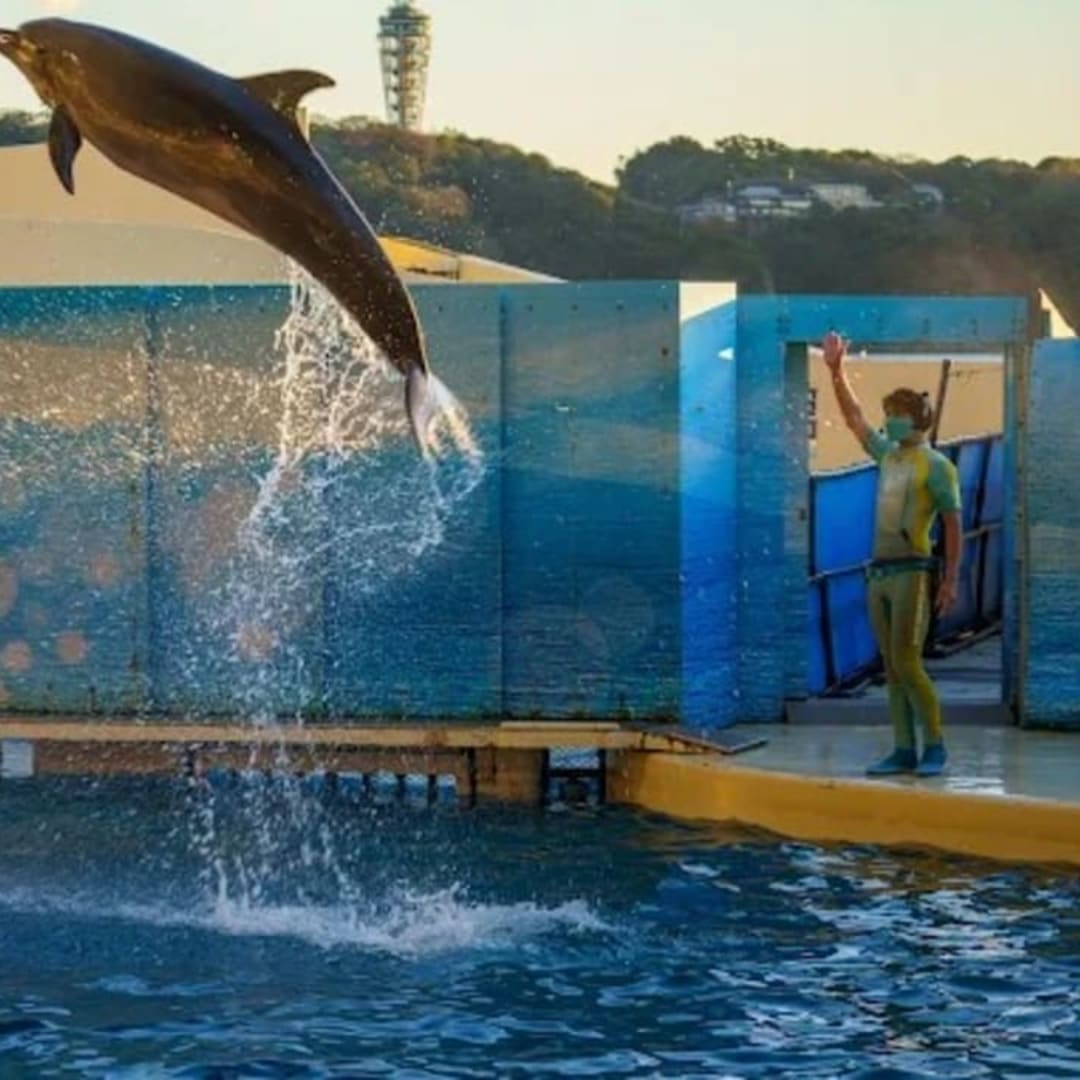 Enoshima Aquarium - View 1