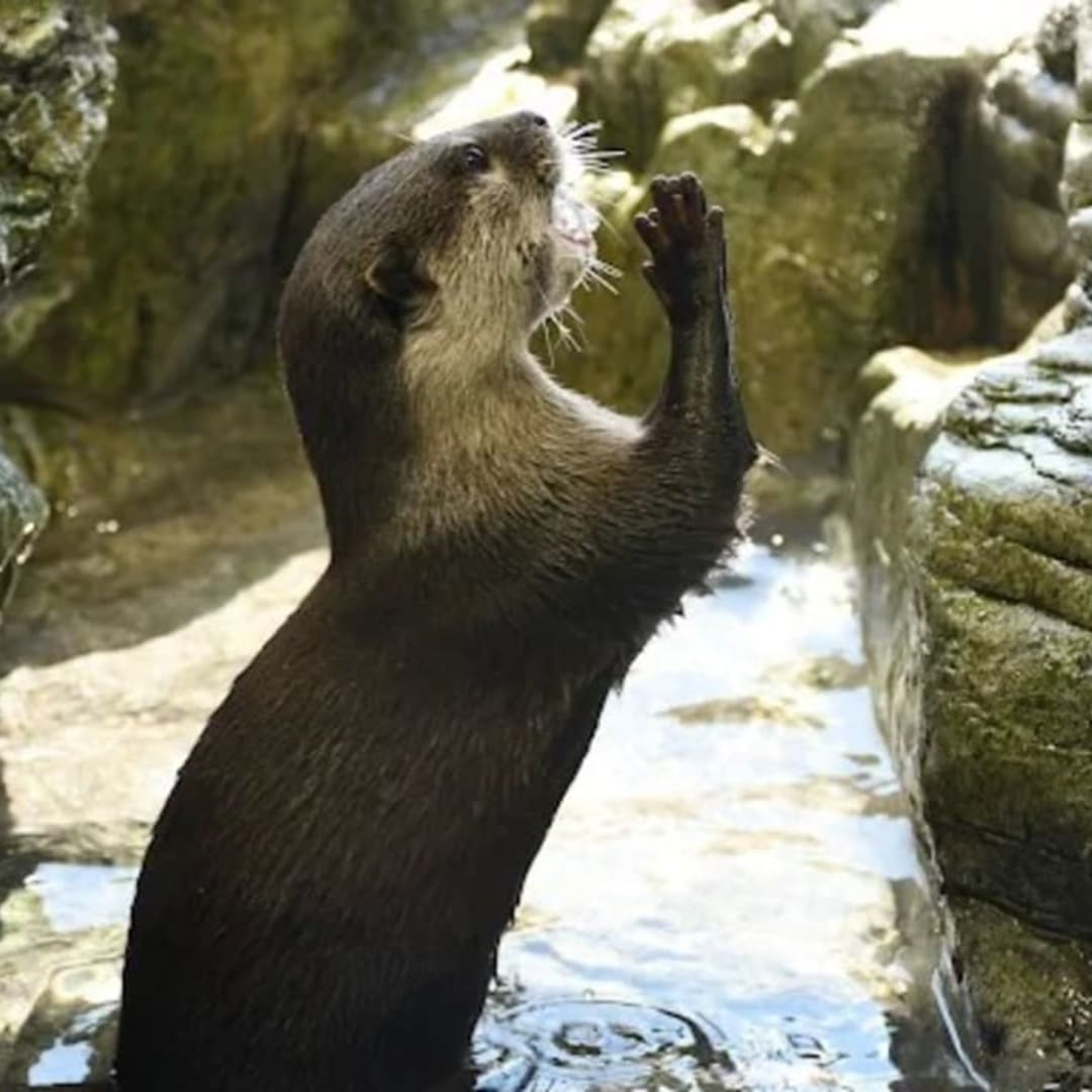 Enoshima Aquarium - View 2