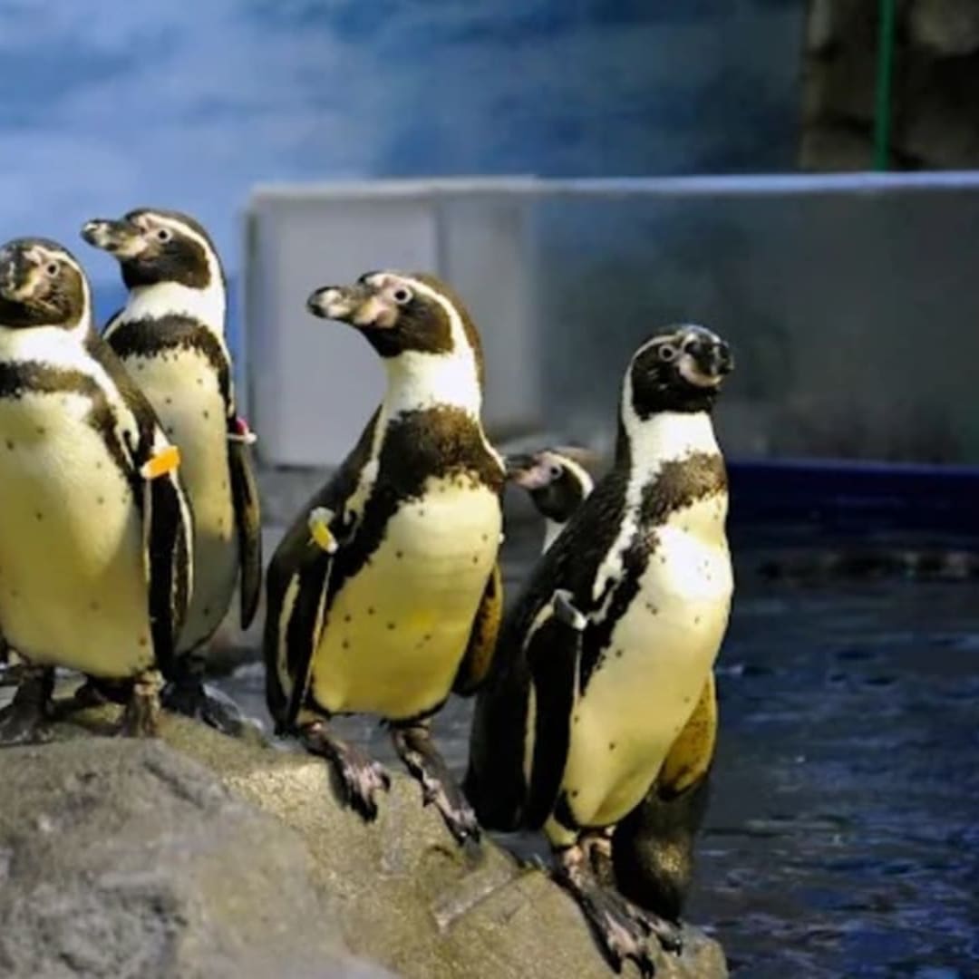 新江ノ島水族館 - View 3