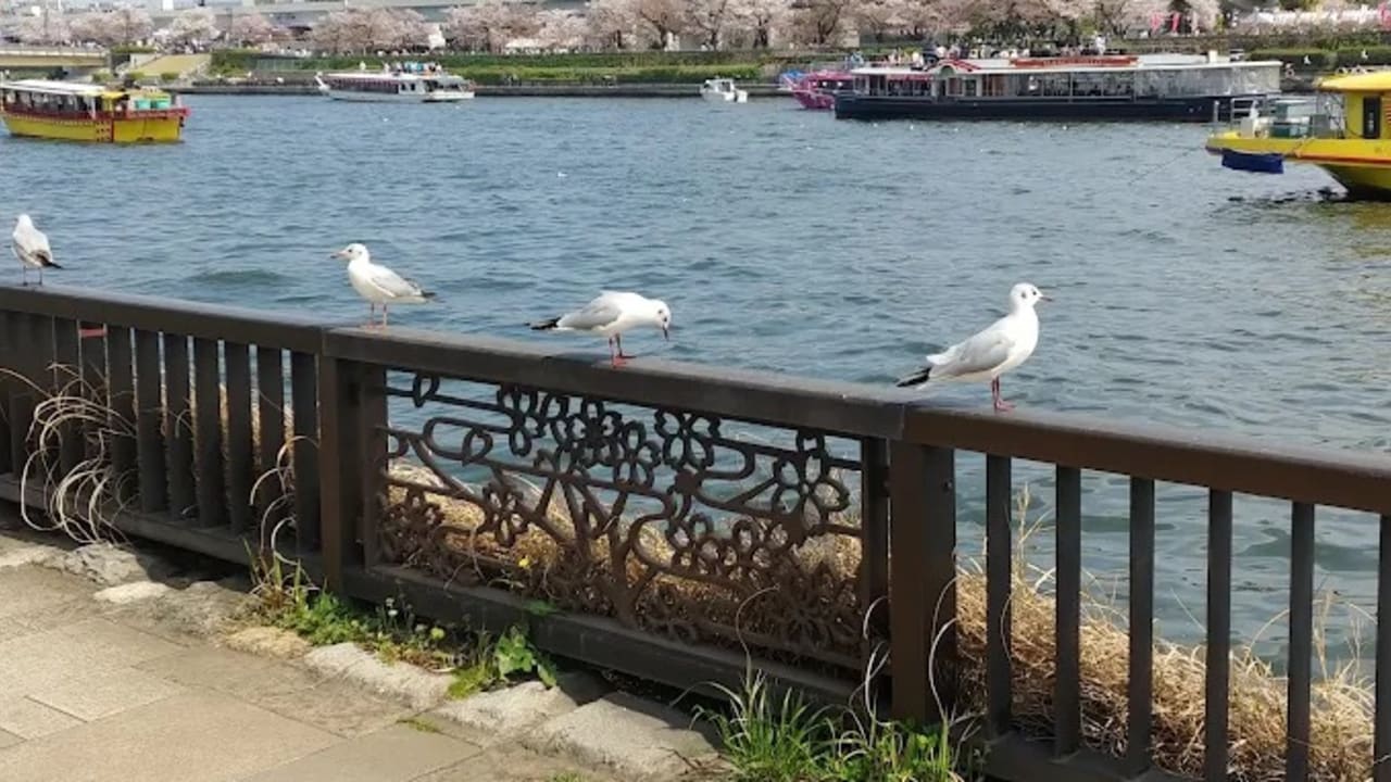 台東区立隅田公園 - View 3