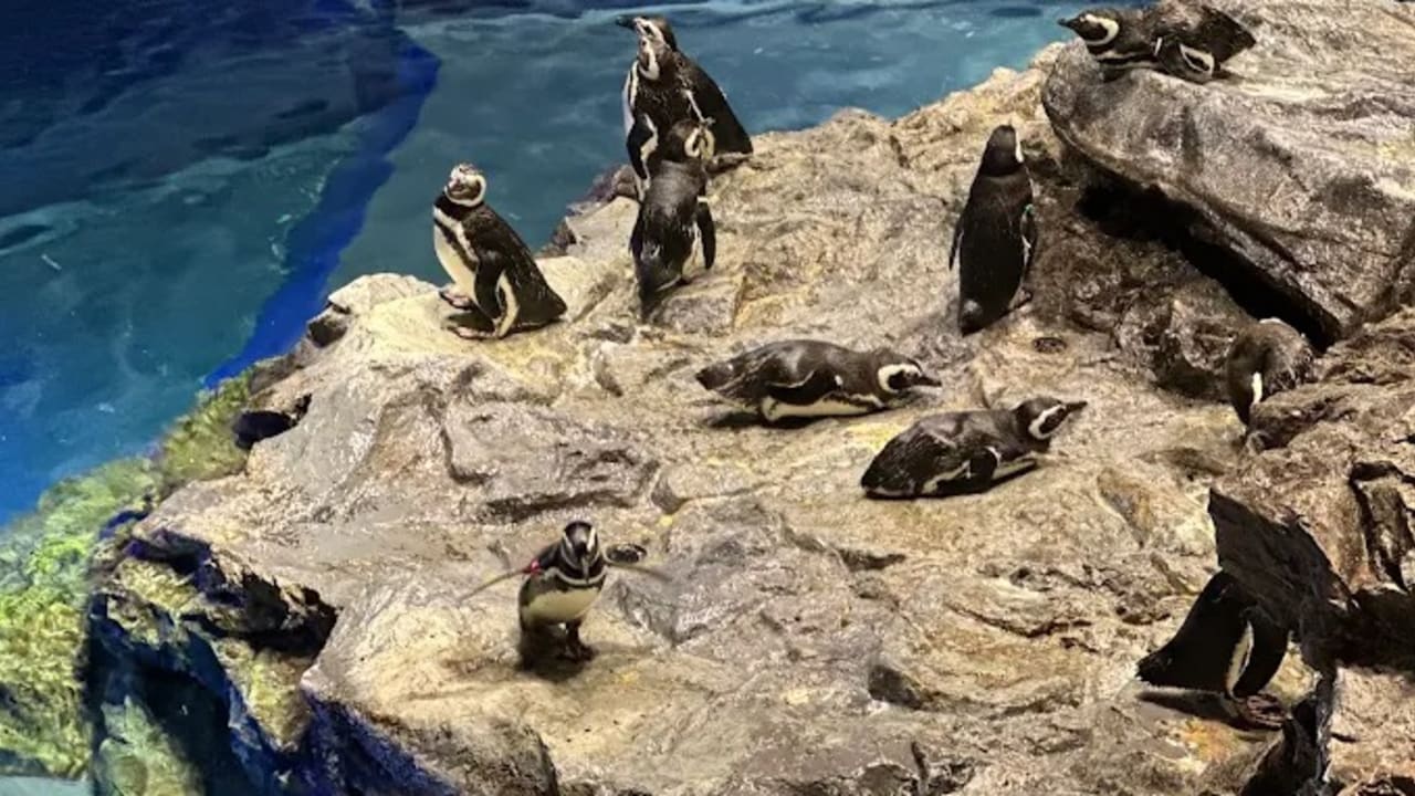 Sumida Aquarium - View 1