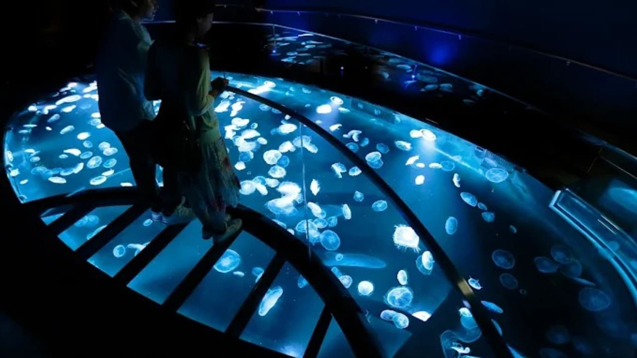 Sumida Aquarium - View 3