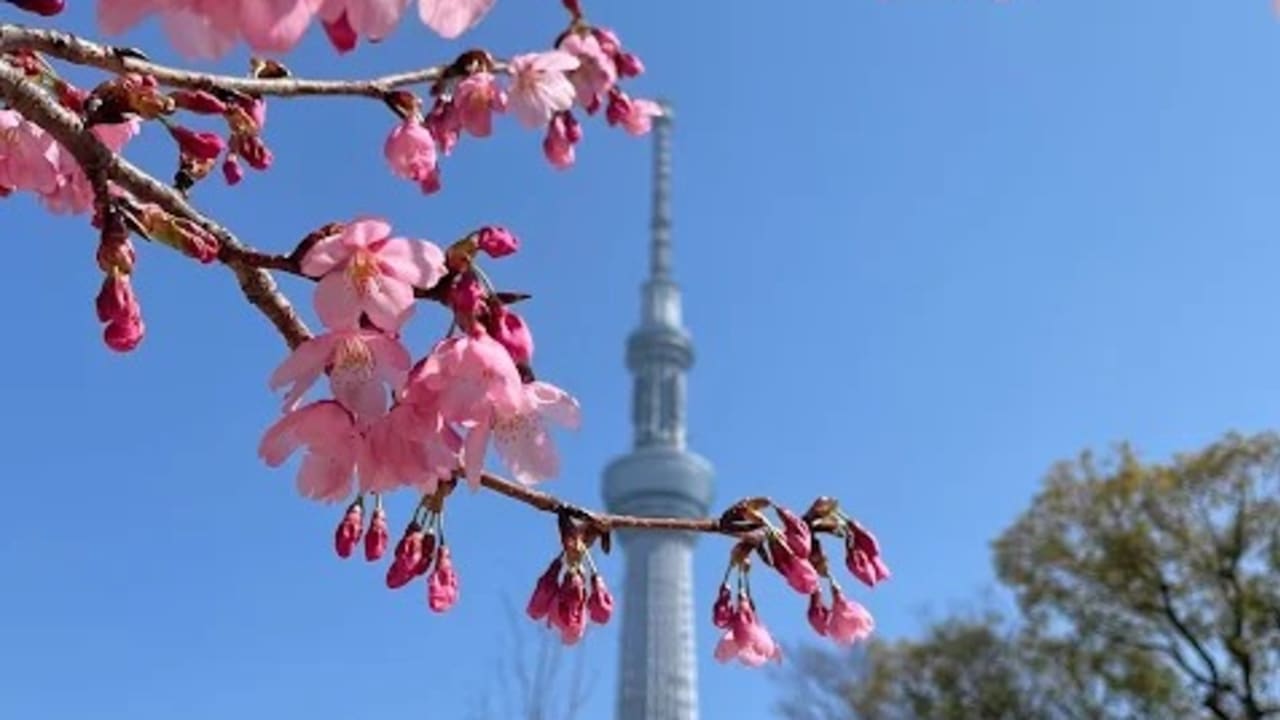 Sumida city Sumida Park - View 2