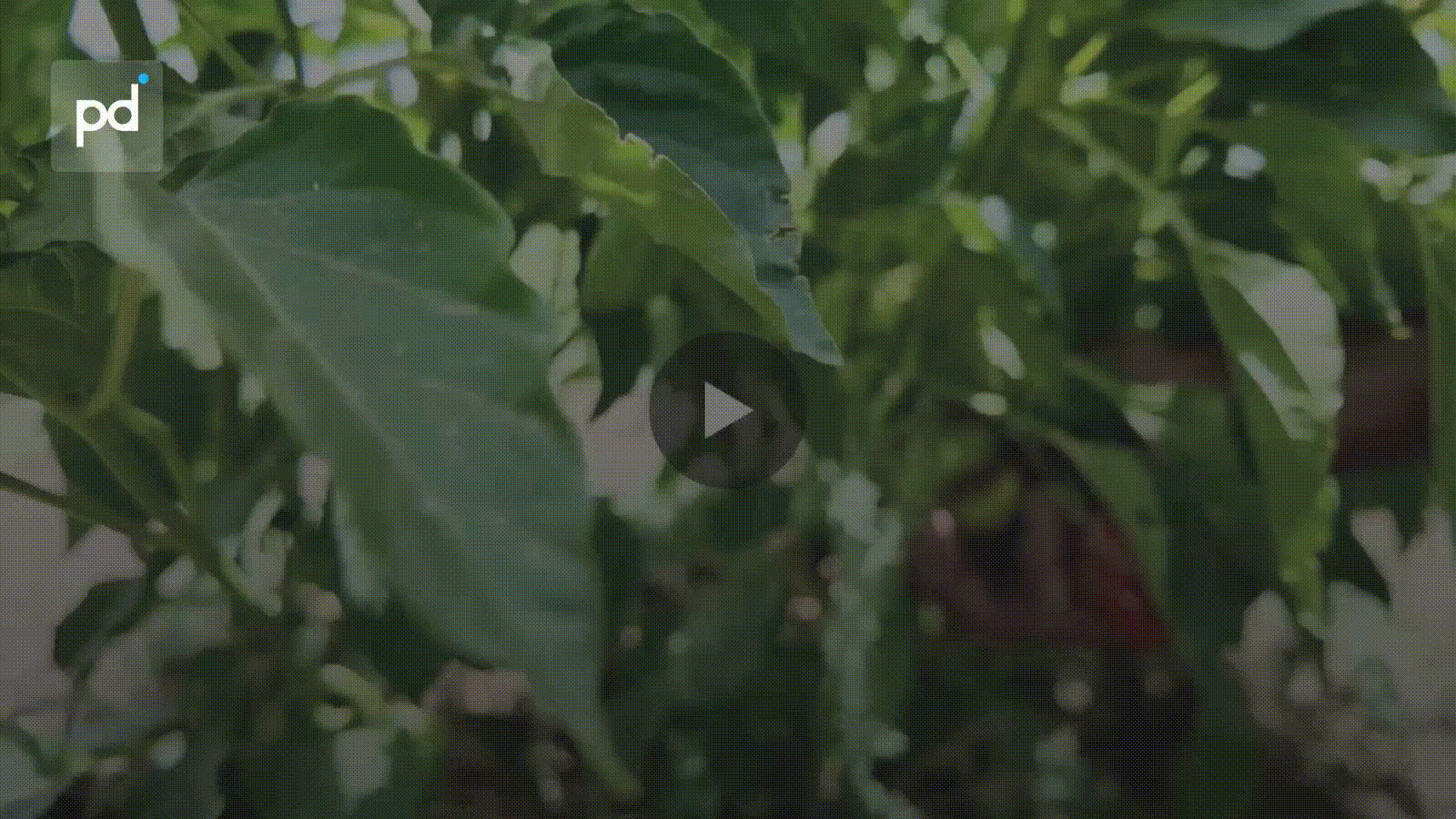 Sudan Farmers Cut Planting as Iran War Drives Fuel and Fertilizer Costs Up
