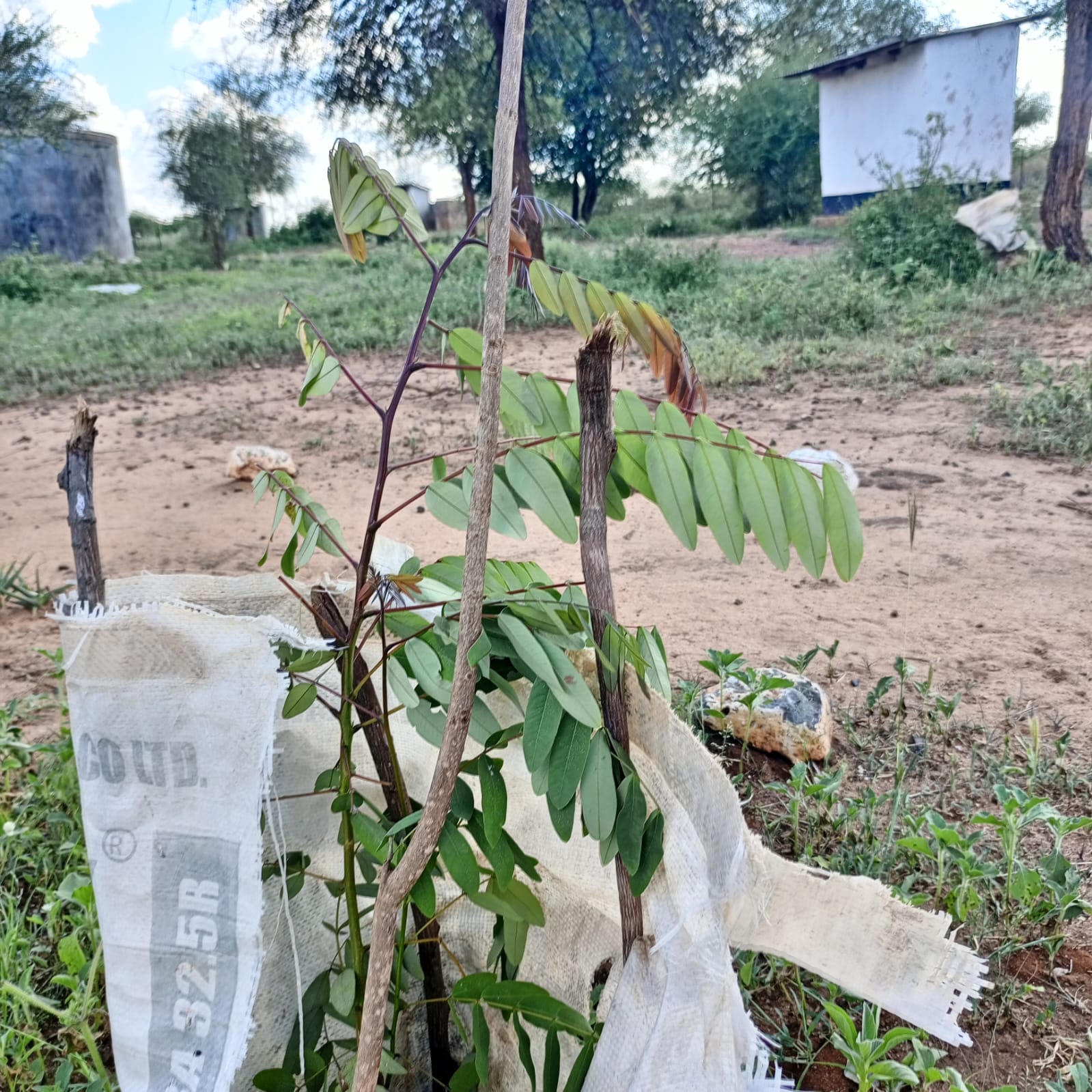 Kiboko Green Initiative Project - Photo 12