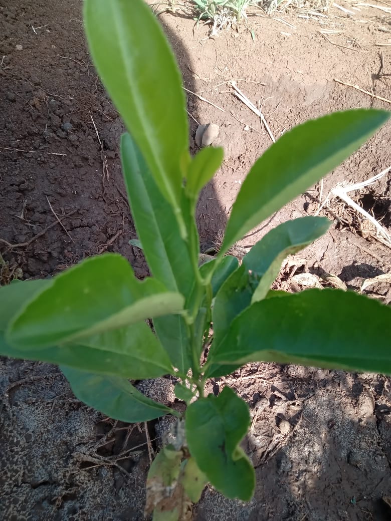 Regenerative Agriculture (Horticulture) - Photo 1