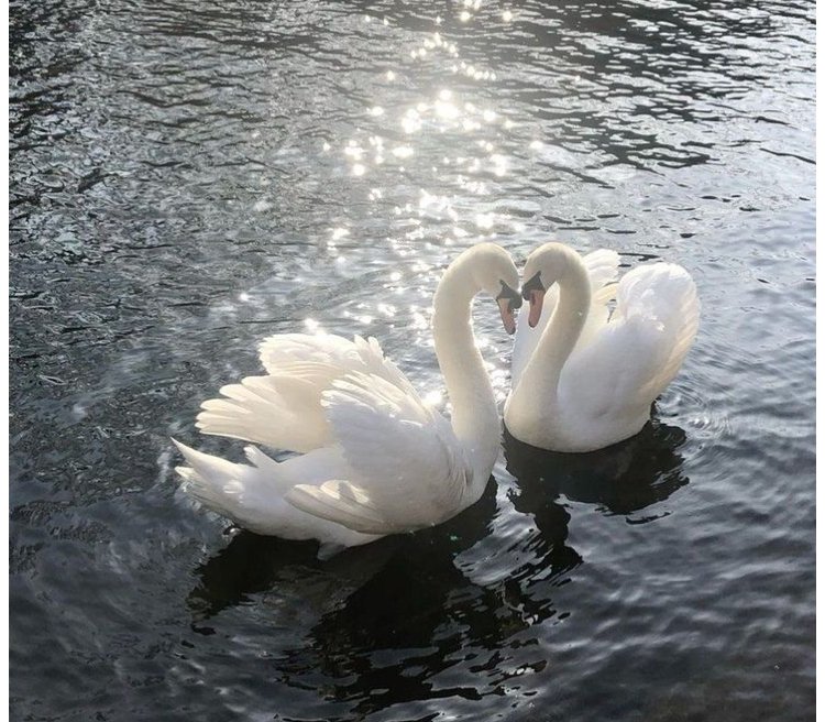 Post image for AWWWWH🦢❤️