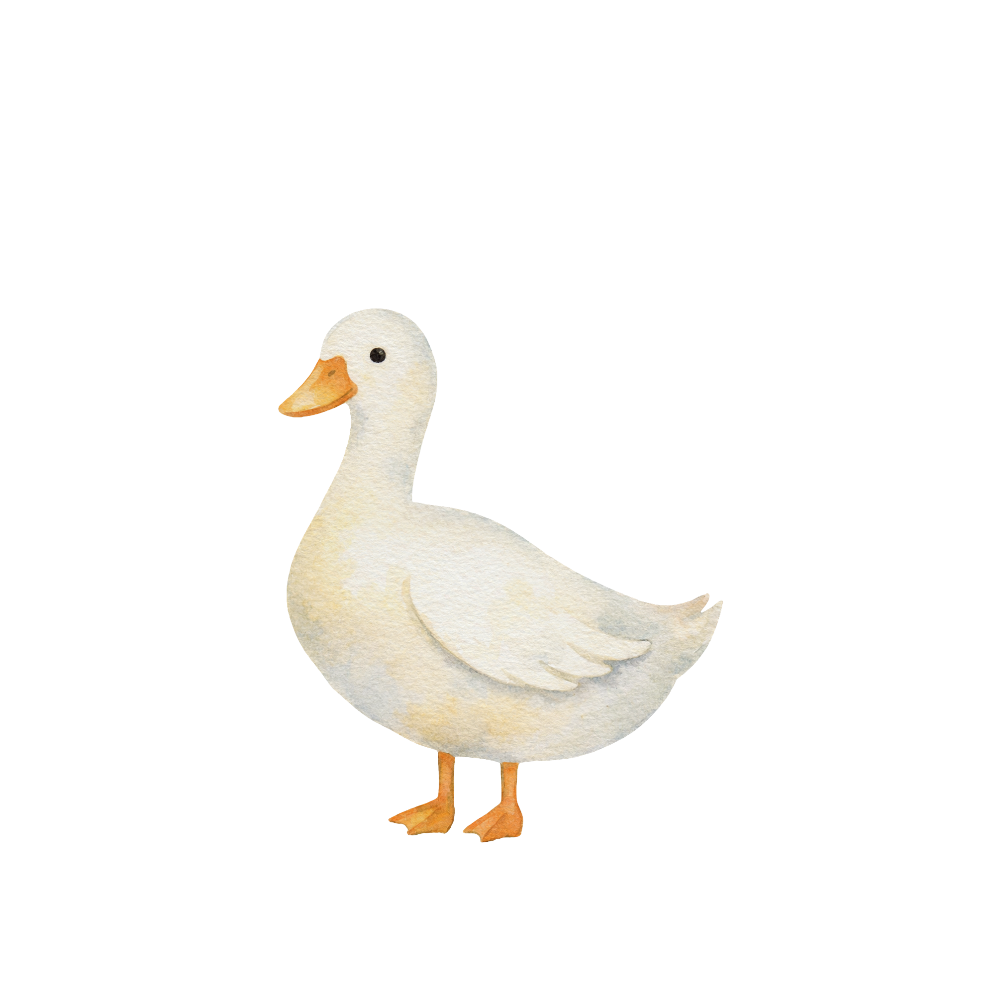 Duckling