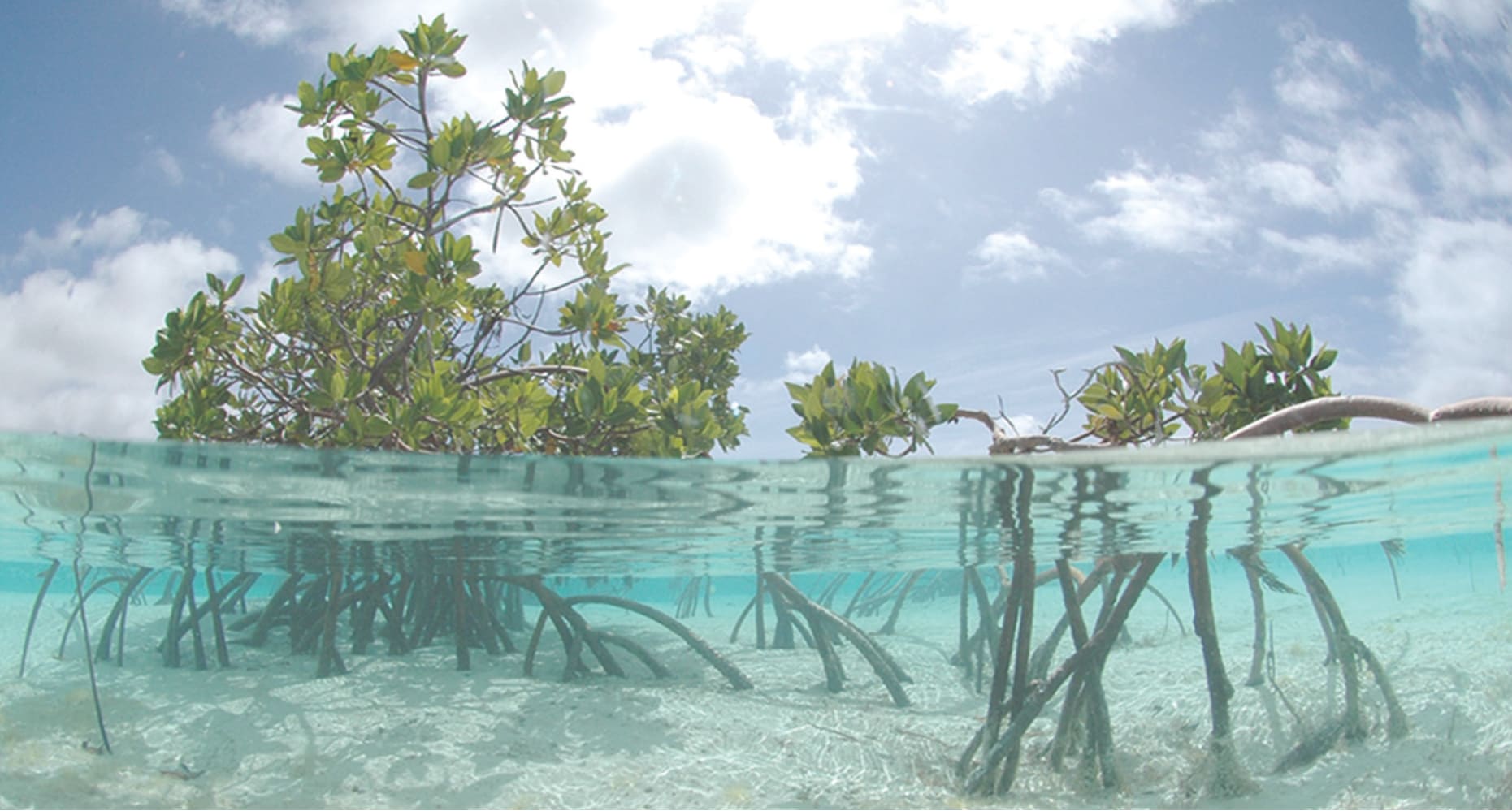 Mangrove Structural Analogy