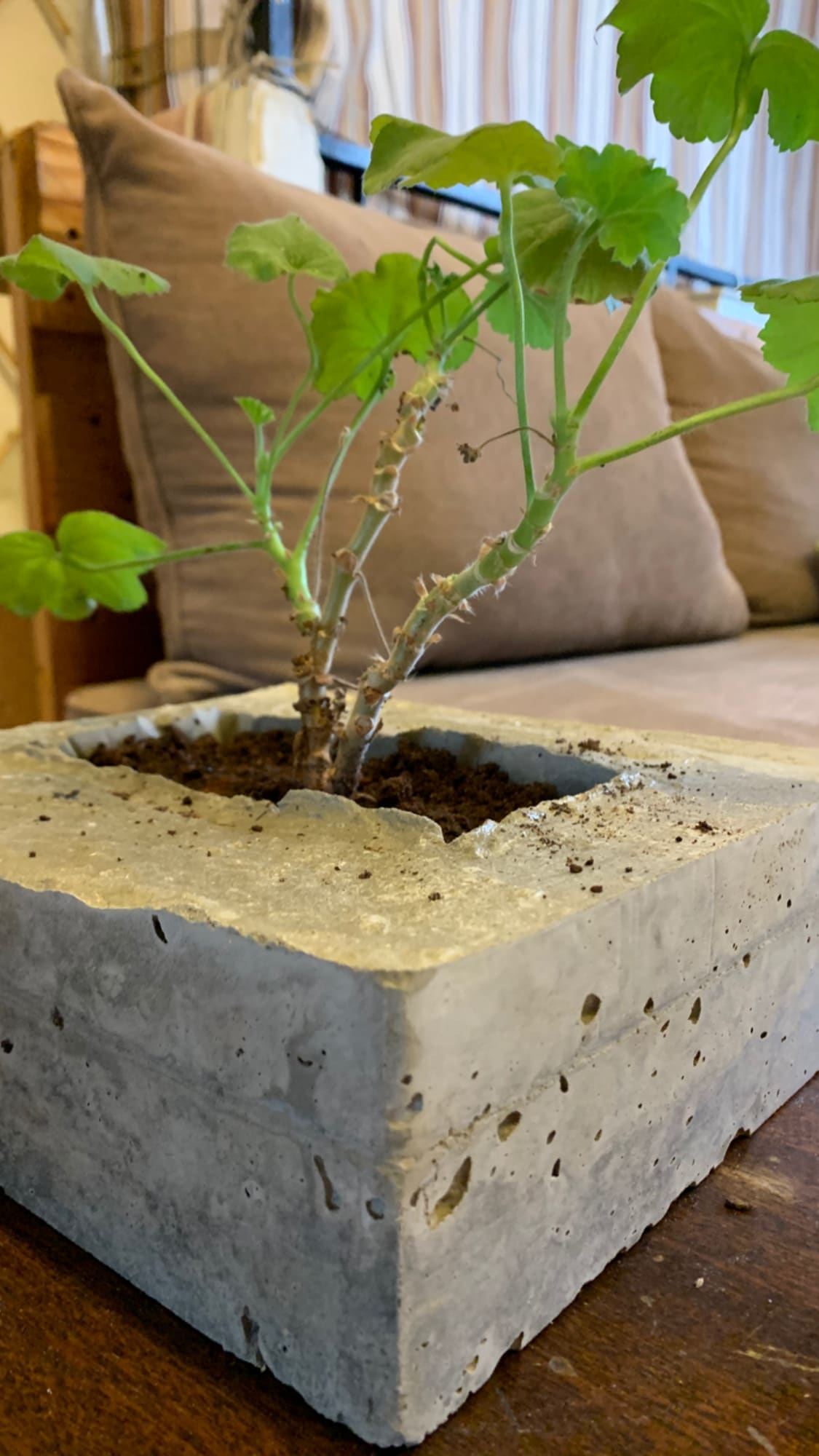 Concrete Planter Rectangular