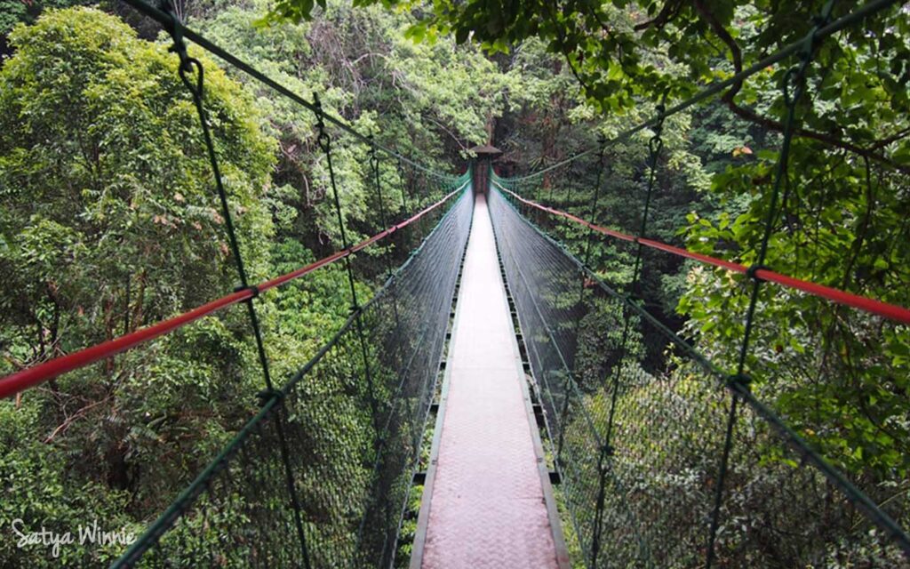 Foto Canopy Trail Ciwalen (TNGGP) di Cipanas