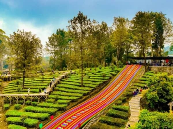 Foto Agrowisata Gunung Mas di Cisarua