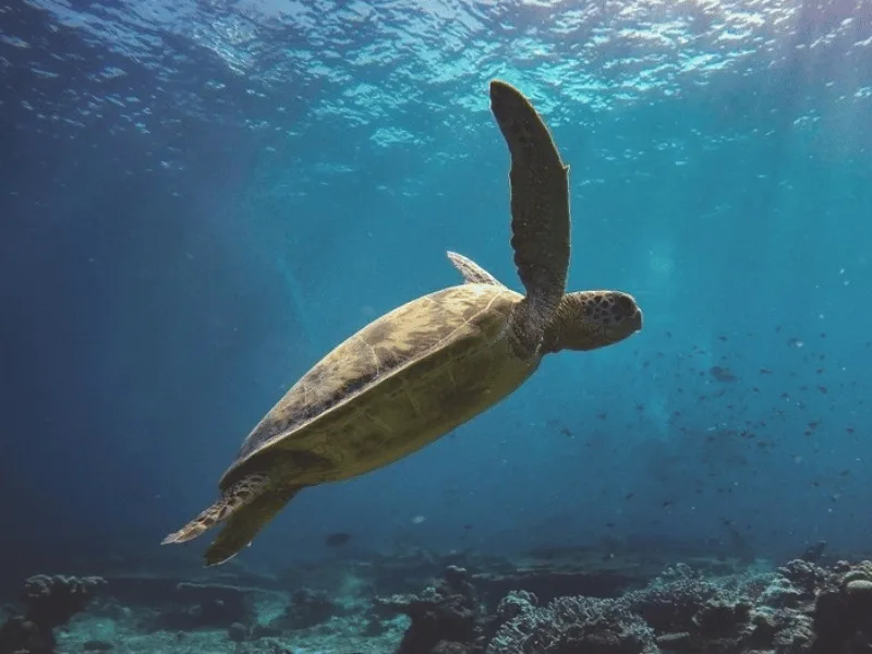 Byron Bay Guided Snorkel Tour at Julian Rocks | Happy Travels