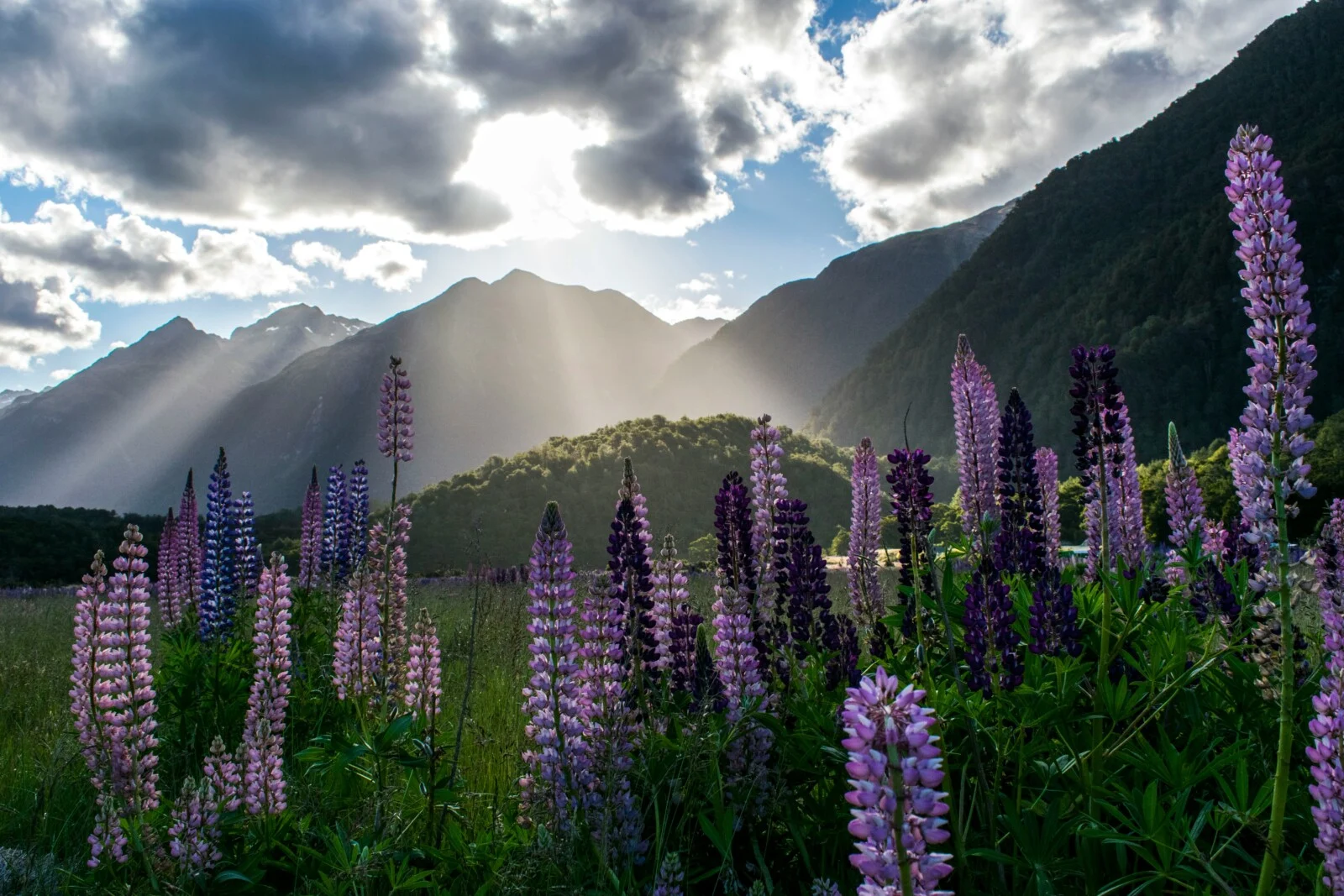 Best Time to Travel to New Zealand: A Seasonal Guide for 18–35s