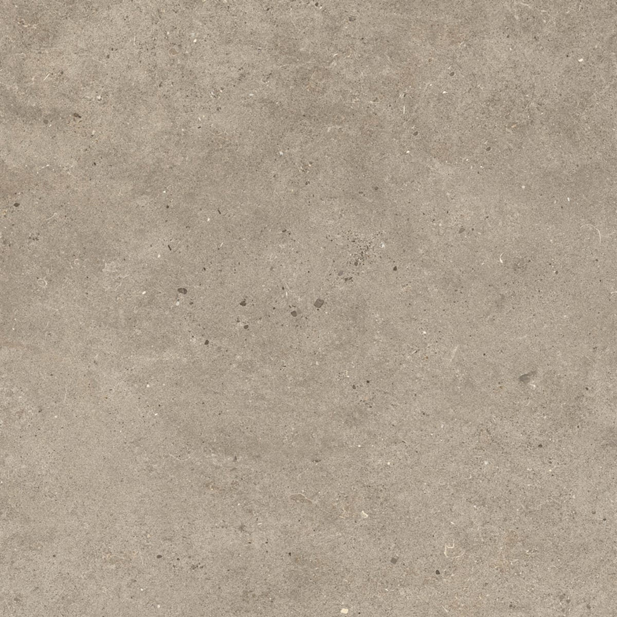 Fossil Taupe