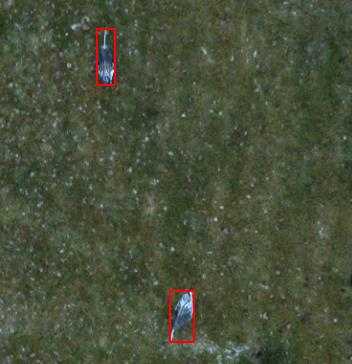 Blob Detection