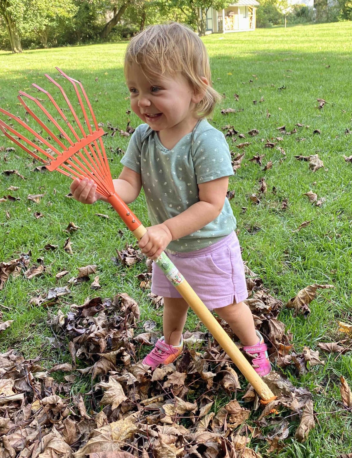 18 month old helping rack the leaves