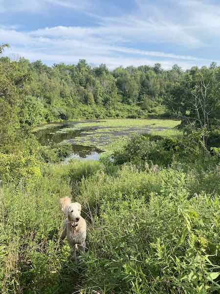 Noxamixon State park Pa hiking with dog and family