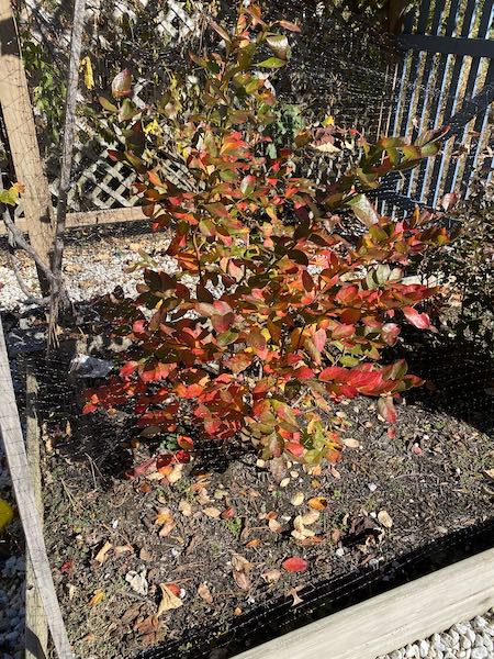 nature craft for toddlers: lion with red leaves