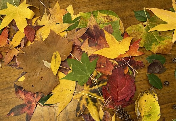 Thanksgiving Craft for Kids using leaves