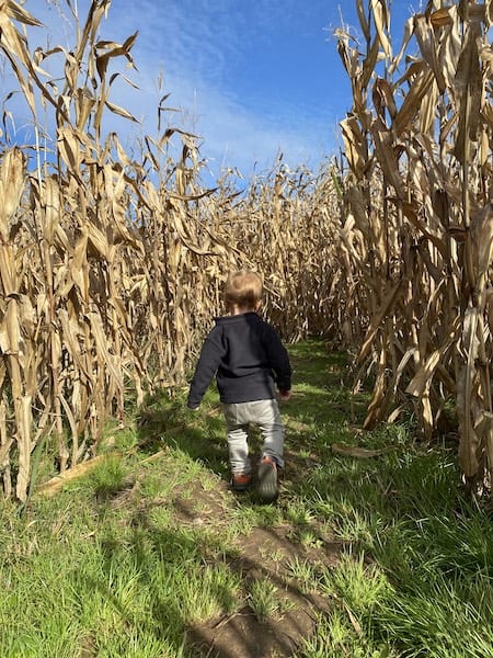 outdoor toddler activities for fall cornmaze