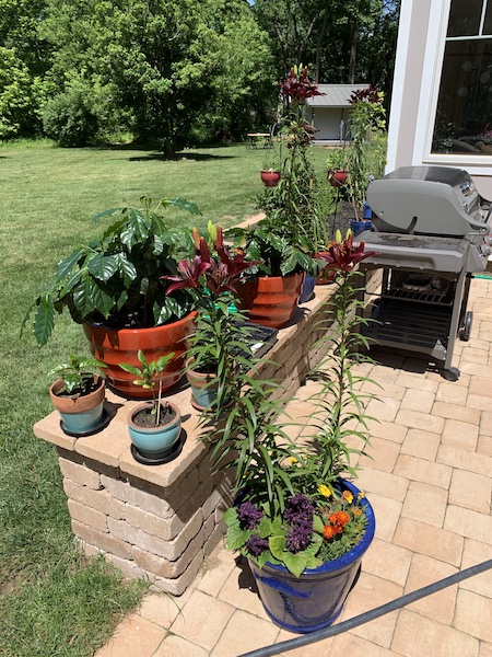 patio gifts for mom lots of plants