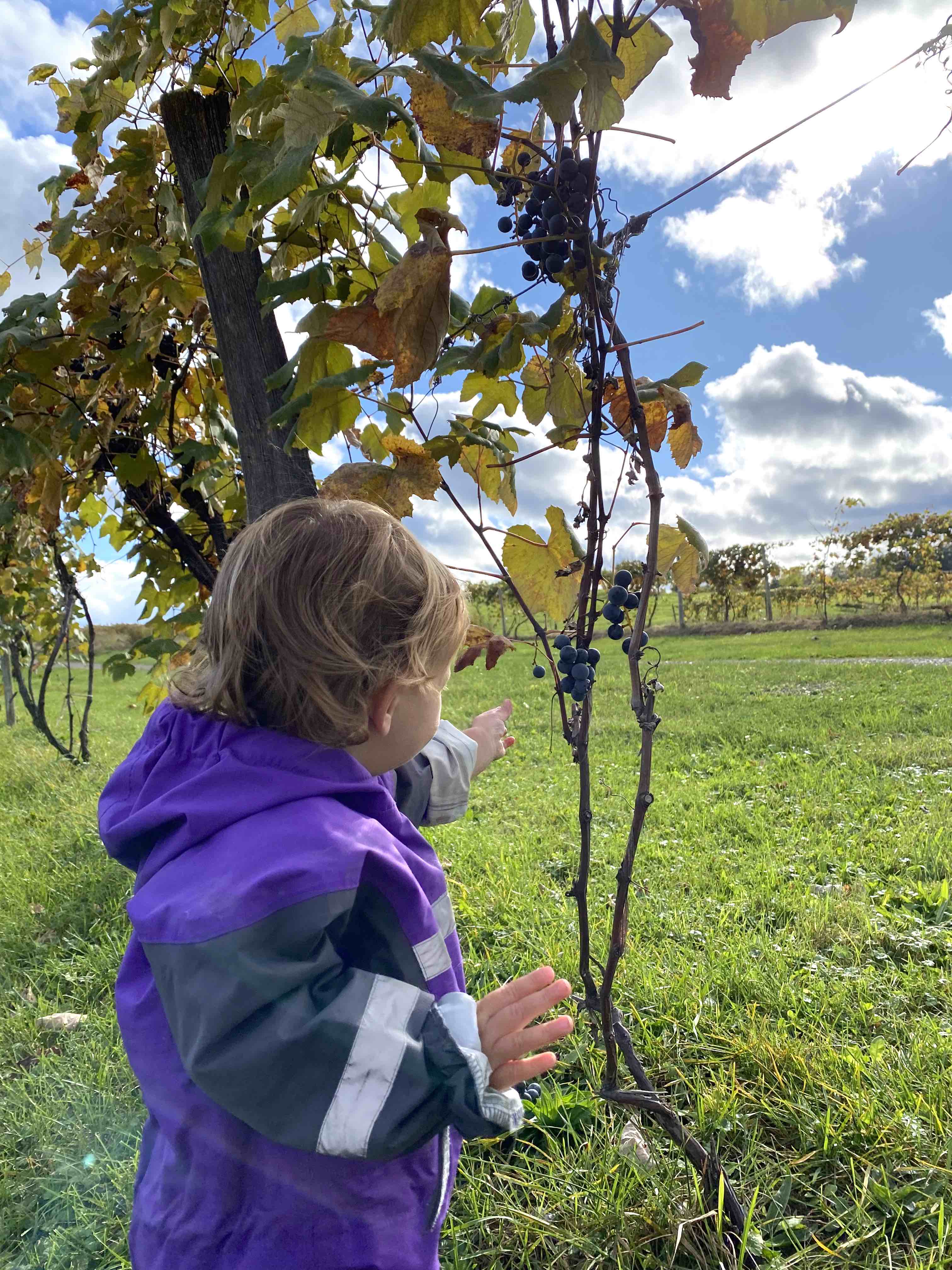 18 month old outdoor activity: picking fruit