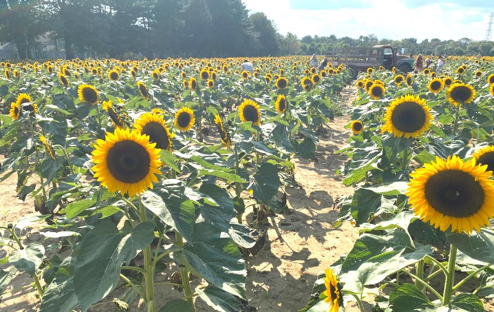 sunflower patch at shady brook farm