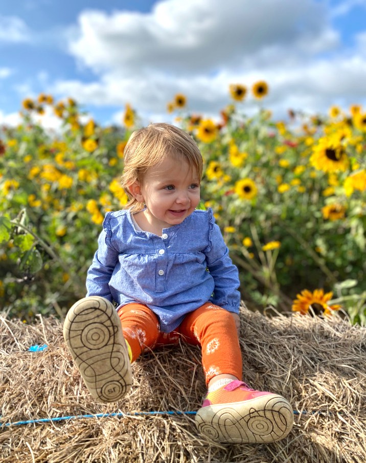 hellericks family farm sunflowers