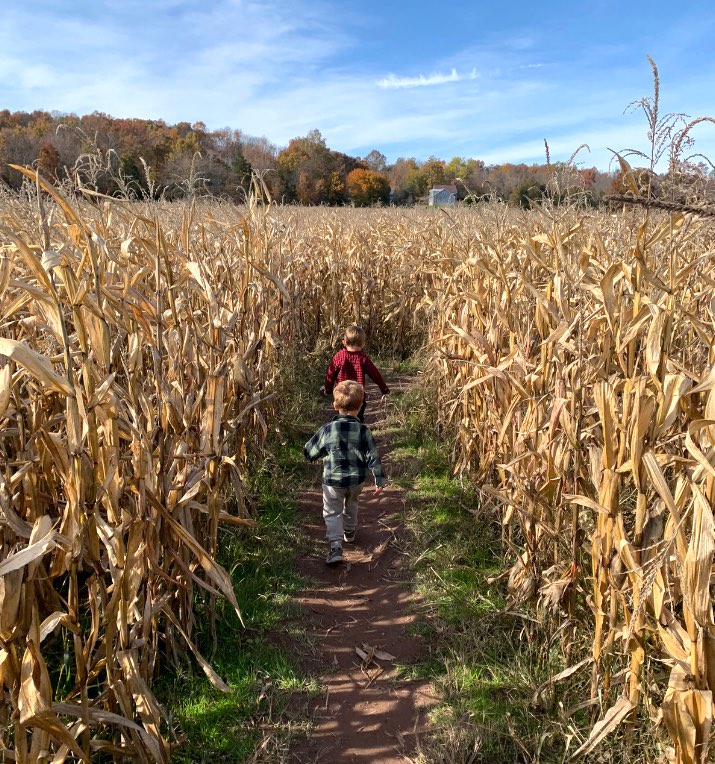 farm maze in bucks county pa