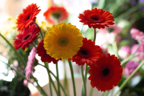 Blumenladen Öhlschläger