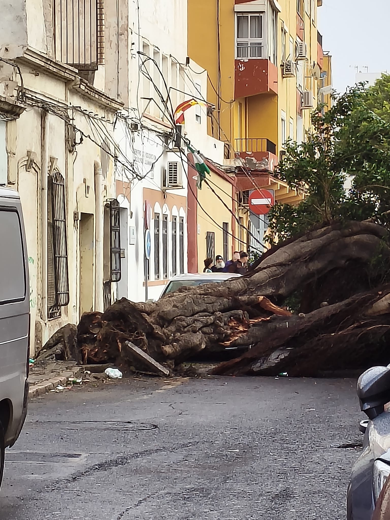 260209 AÌrbol caiÌdo Escuela Adultos B Alto.JPG